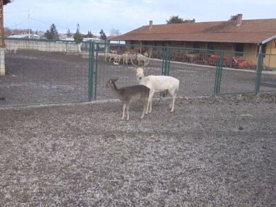 Albino jeleni veoma retki u prirodi