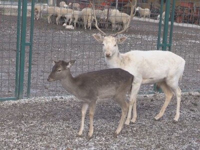 Albino jeleni veoma retki u prirodi