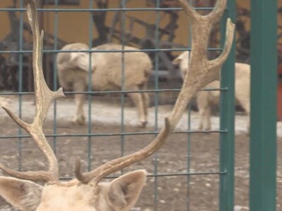 Albino jeleni veoma retki u prirodi