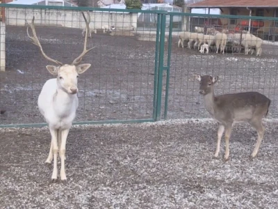 Albino jeleni veoma retki u prirodi