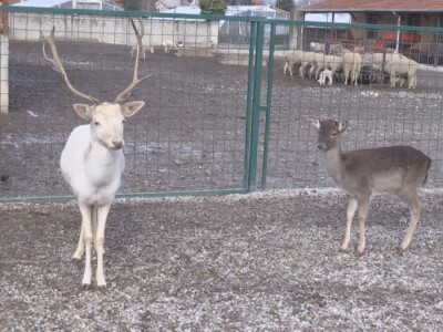 Albino jeleni veoma retki u prirodi