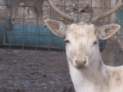 Albino jeleni veoma retki u prirodi