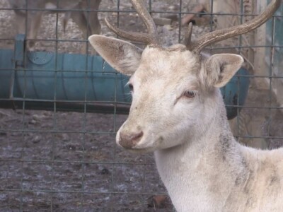 Albino jeleni veoma retki u prirodi