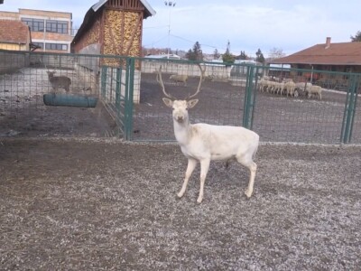 Albino jeleni veoma retki u prirodi