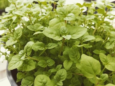 Aldin Drnda i Dino Dizdarević prvi u BiH pokrenuli proizvodnju mikropovrća