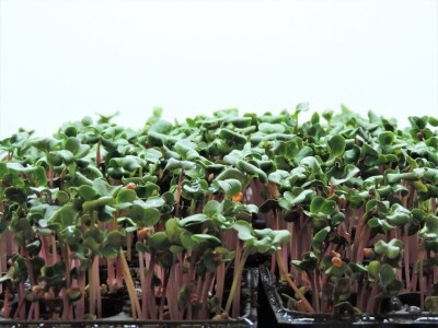 Aldin Drnda i Dino Dizdarević prvi u BiH pokrenuli proizvodnju mikropovrća