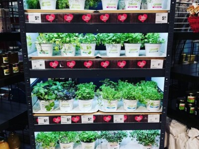 Aldin Drnda i Dino Dizdarević prvi u BiH pokrenuli proizvodnju mikropovrća