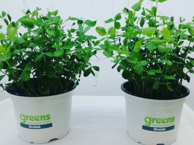 Aldin Drnda i Dino Dizdarević prvi u BiH pokrenuli proizvodnju mikropovrća