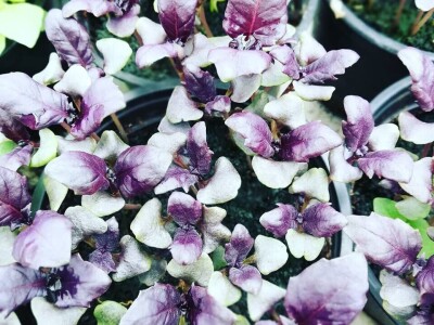 Aldin Drnda i Dino Dizdarević prvi u BiH pokrenuli proizvodnju mikropovrća