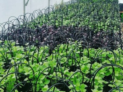 Aldin Drnda i Dino Dizdarević prvi u BiH pokrenuli proizvodnju mikropovrća