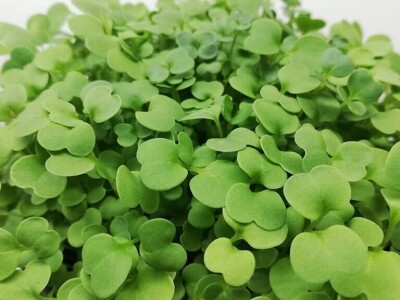 Aldin Drnda i Dino Dizdarević prvi u BiH pokrenuli proizvodnju mikropovrća