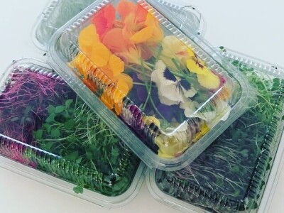 Aldin Drnda i Dino Dizdarević prvi u BiH pokrenuli proizvodnju mikropovrća