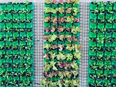 Aldin Drnda i Dino Dizdarević prvi u BiH pokrenuli proizvodnju mikropovrća