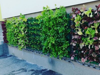 Aldin Drnda i Dino Dizdarević prvi u BiH pokrenuli proizvodnju mikropovrća