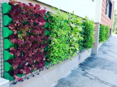 Aldin Drnda i Dino Dizdarević prvi u BiH pokrenuli proizvodnju mikropovrća