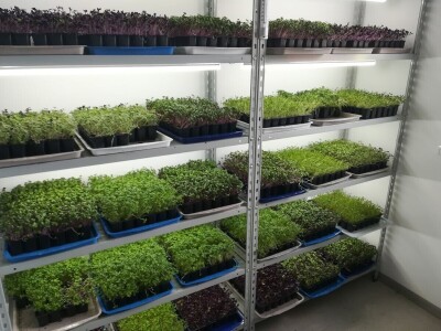 Aldin Drnda i Dino Dizdarević prvi u BiH pokrenuli proizvodnju mikropovrća