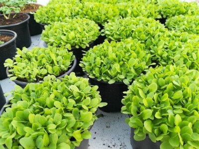 Aldin Drnda i Dino Dizdarević prvi u BiH pokrenuli proizvodnju mikropovrća