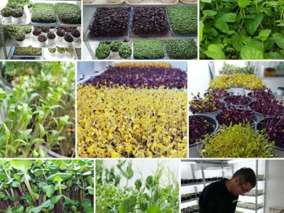 Aldin Drnda i Dino Dizdarević prvi u BiH pokrenuli proizvodnju mikropovrća