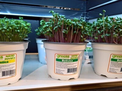 Aldin Drnda i Dino Dizdarević prvi u BiH pokrenuli proizvodnju mikropovrća