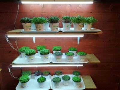 Aldin Drnda i Dino Dizdarević prvi u BiH pokrenuli proizvodnju mikropovrća