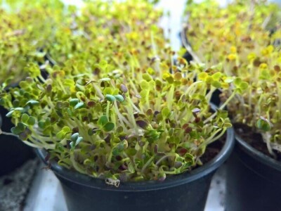 Aldin Drnda i Dino Dizdarević prvi u BiH pokrenuli proizvodnju mikropovrća