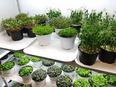 Aldin Drnda i Dino Dizdarević prvi u BiH pokrenuli proizvodnju mikropovrća