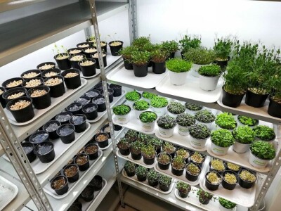 Aldin Drnda i Dino Dizdarević prvi u BiH pokrenuli proizvodnju mikropovrća