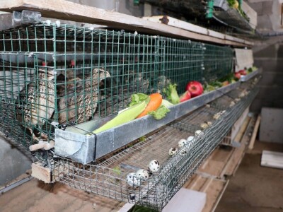 Aleksandar Sredanović:  Od uzgoja japanskih prepelica može lijepo da se zaradi Aleksandar Sredanović:  Od uzgoja japanskih prepelica može lijepo da se zaradi