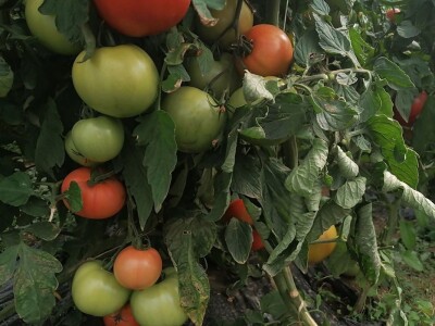 Aleksandra Kravić: Proizvodnja sušenog paradajza je priča koja ima potencijal