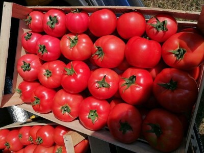 Aleksandra Kravić: Proizvodnja sušenog paradajza je priča koja ima potencijal