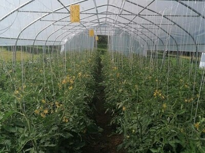 Aleksandra Kravić: Proizvodnja sušenog paradajza je priča koja ima potencijal