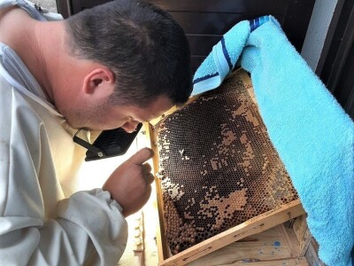 reprodukcija pčelinjih