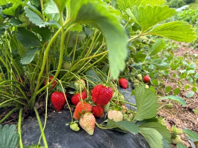 alem hodzic - jagoda