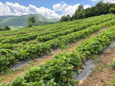 alem hodzic - jagoda