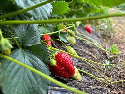 alem hodzic - jagoda