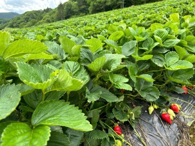 alem hodzic - jagoda