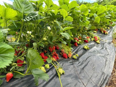 alem hodzic - jagoda