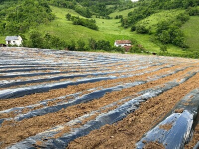 alem hodzic - jagoda