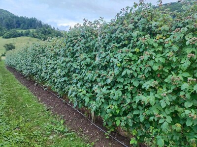 Alen Bašić- Donji Vakuf Alen Bašić- Donji Vakuf