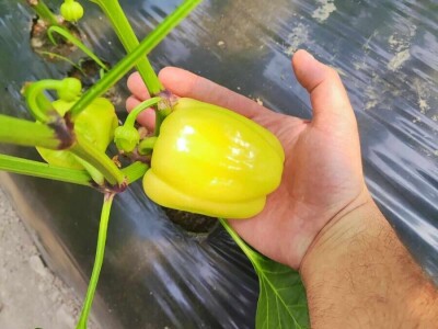 Alen Bašić- Donji Vakuf Alen Bašić- Donji Vakuf