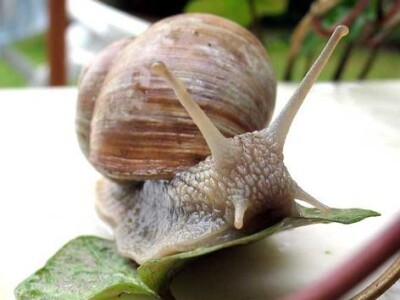 Alma Cvjetković - Helicikultura Alma Cvjetković - Helicikultura