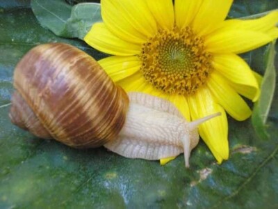 Alma Cvjetković - Helicikultura Alma Cvjetković - Helicikultura