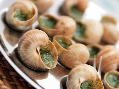 Alma Cvjetković - Helicikultura Alma Cvjetković - Helicikultura