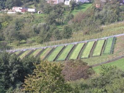 Alma Cvjetković - Helicikultura Alma Cvjetković - Helicikultura