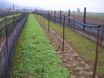 Alma Cvjetković - Helicikultura Alma Cvjetković - Helicikultura