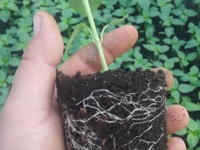 Almir Hodžić: Proširit ću plasteničku proizvodnju, jer se domaći proizvodi sve više cijene