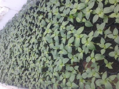 Almir Hodžić: Proširit ću plasteničku proizvodnju, jer se domaći proizvodi sve više cijene