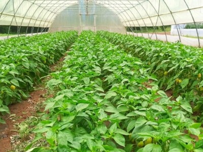 Almir Hodžić: Proširit ću plasteničku proizvodnju, jer se domaći proizvodi sve više cijene