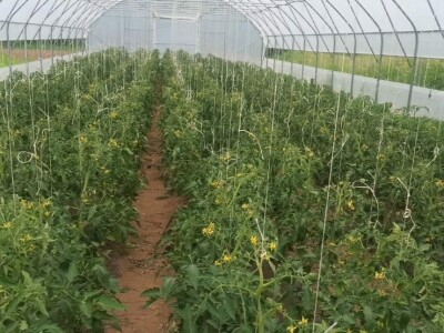 Almir Hodžić: Proširit ću plasteničku proizvodnju, jer se domaći proizvodi sve više cijene