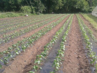 Almir Hodžić: Proširit ću plasteničku proizvodnju, jer se domaći proizvodi sve više cijene